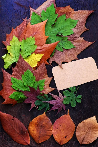 Thanksgiving background with colorful maple leaf — Stock Photo, Image