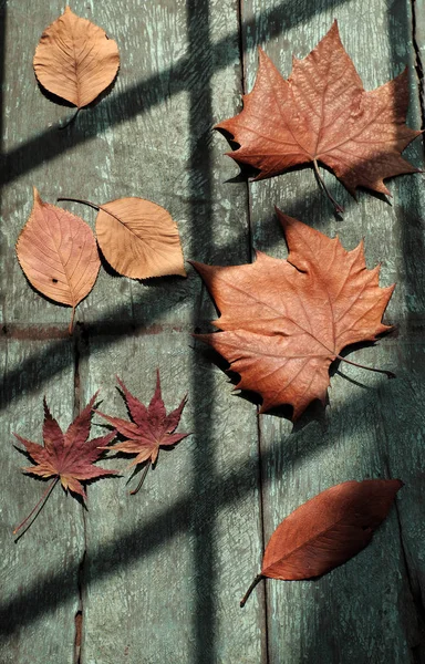 Fall background with maple leaf, art shape — Stock Photo, Image