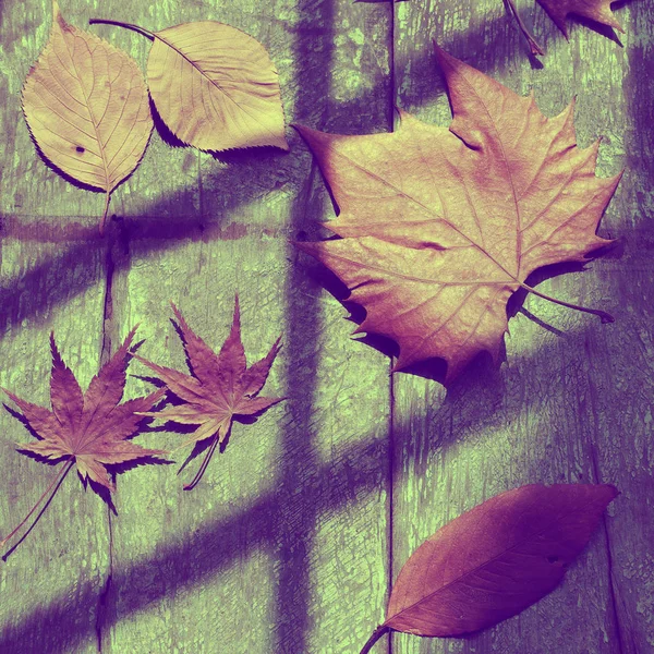 Dried maple leaf, art background — Stock Photo, Image