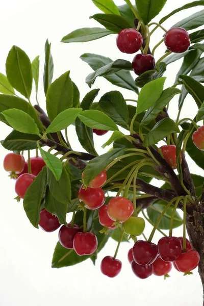 Cseresznyefa agyagból, kézzel készített bonsai — Stock Fotó