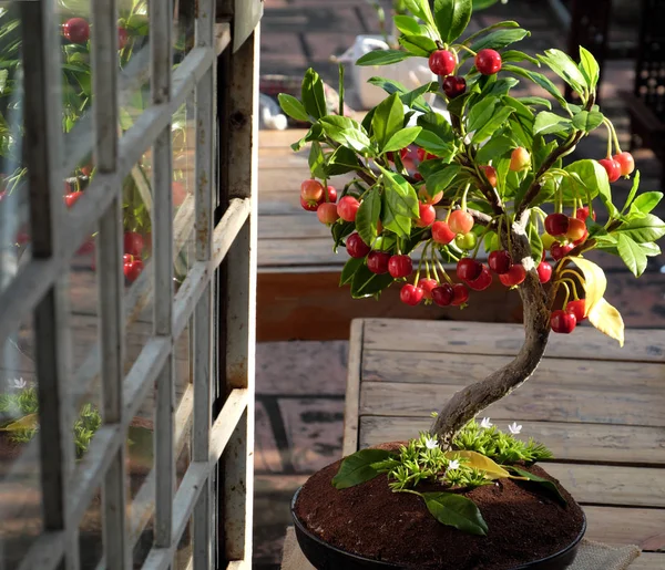 Cerejeira de barro, bonsai feito à mão — Fotografia de Stock