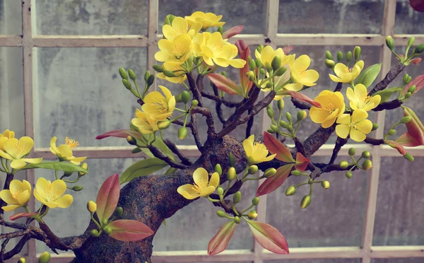 Vietnam floare de primăvară, flori de caise de lut — Fotografie, imagine de stoc
