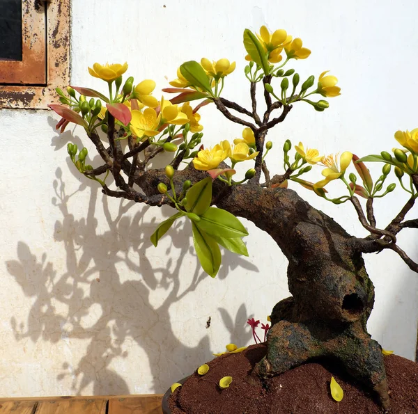 Vietnam flor de primavera, flor de albaricoque de arcilla —  Fotos de Stock