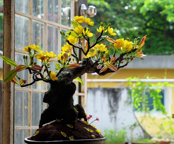 Vietnam voorjaar bloem, bloesem klei abrikoos — Stockfoto