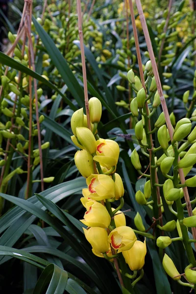 Floare de primăvară pentru Tet, grădina de orhidee Dalat — Fotografie, imagine de stoc