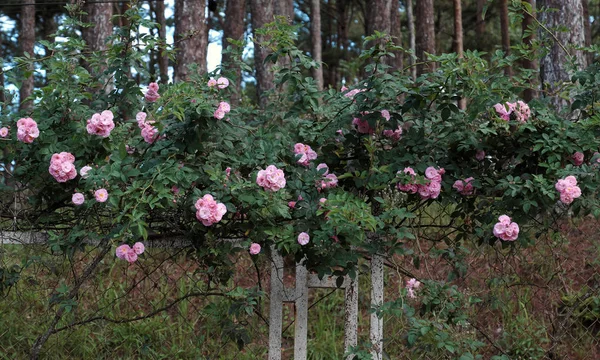 Pink rose flower trellis in Dalat city — Stock Photo, Image