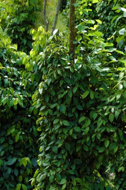 Vietnam biber Field'da biber