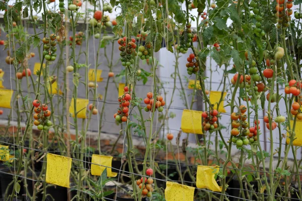 Güvenli sebze çiftliği, Da Lat domates Bahçe — Stok fotoğraf