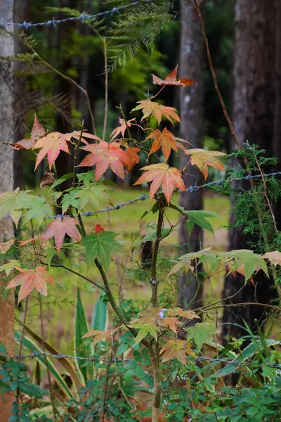 Maple leaf in Dalat jungle — Stock Photo, Image