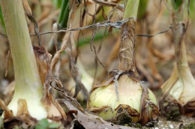 Onion farm at Duc Trong, Viet Nam