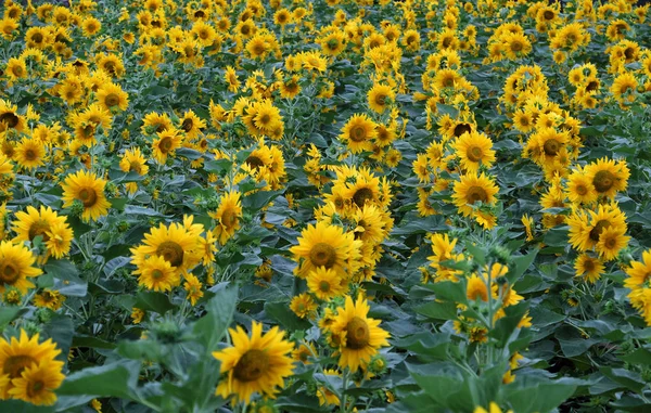 Girassol campo, flor amarela em Da Lat — Fotografia de Stock