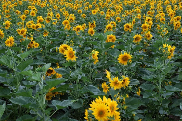 Girassol campo, flor amarela em Da Lat — Fotografia de Stock