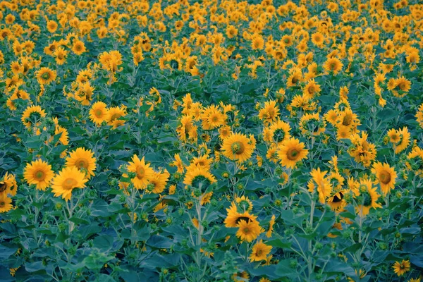 Girassol campo, flor amarela em Da Lat — Fotografia de Stock
