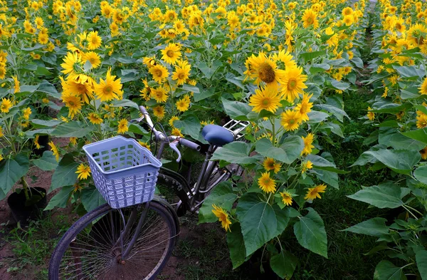 Bicicleta no campo de girassol — Fotografia de Stock
