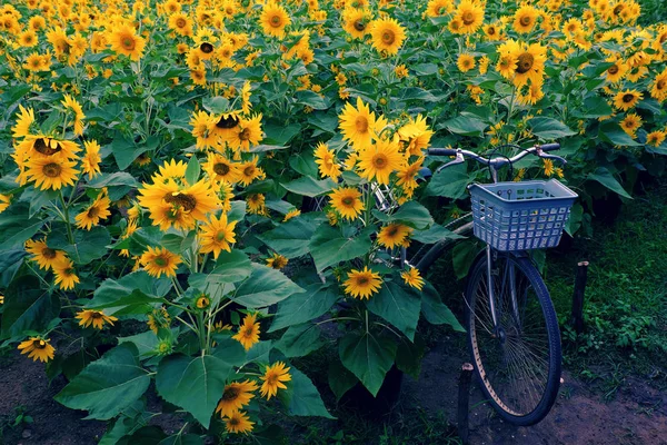 Bicicleta no campo de girassol — Fotografia de Stock