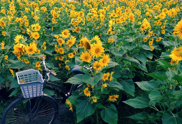 Rower w Słonecznikowe pole — Zdjęcie stockowe