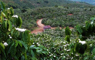 wide coffee plantation in blossoms season clipart