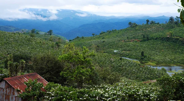 Wide coffee plantation in blossoms season — Stock Photo, Image