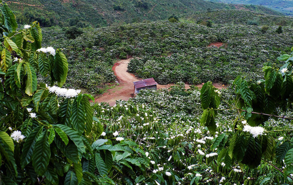 wide coffee plantation in blossoms season