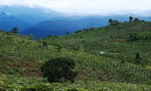 Wide coffee plantation in blossoms season — Stock Photo, Image