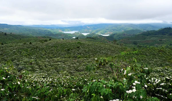 Amplia plantación de café en la temporada de flores — Foto de Stock