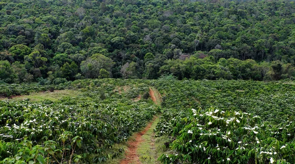 Deforestería para el desarrollo agrícola, plantación de café — Foto de Stock