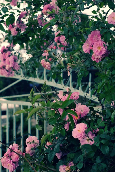 Climbing roses trellis, beautiful fence front of house — Stock Photo, Image