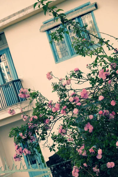 Treillis de roses grimpantes, belle clôture devant la maison — Photo