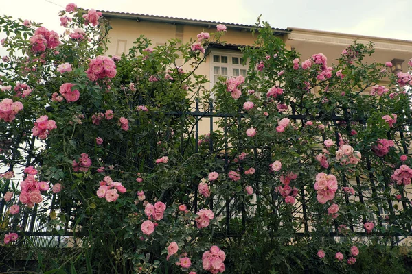 Climbing roses trellis, beautiful fence front of house — Stock Photo, Image