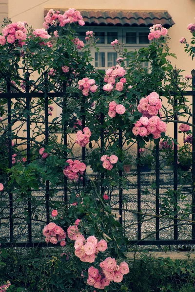 Αναρριμένος τα τριαντάφυλλα trellis, όμορφο φράχτη μπροστά από το σπίτι — Φωτογραφία Αρχείου