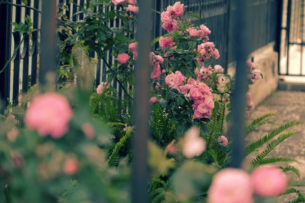 Escalada treliça rosas, bela cerca frente da casa — Fotografia de Stock