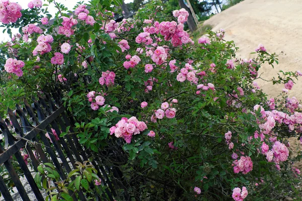 Climbing roses trellis, beautiful fence front of house — Stock Photo, Image