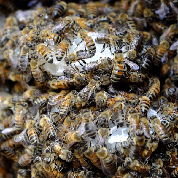 Nid d'abeille avec ruche, apiculture vietnamienne — Photo