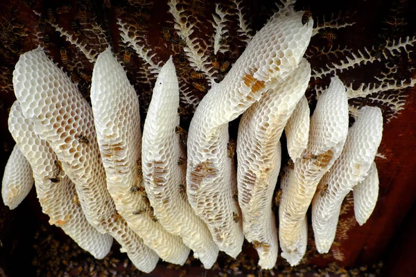 Favo de mel com colmeia de abelhas, apicultura Viet Nam — Fotografia de Stock