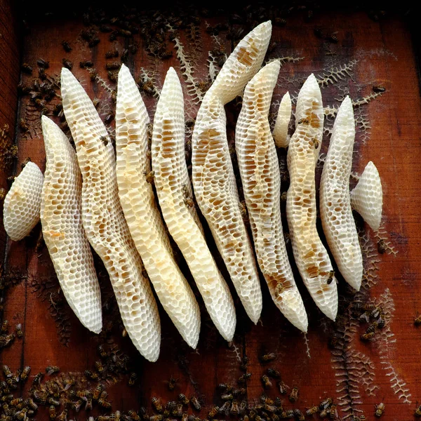 Bienenwabe mit Bienenstock, vietnamesische Imkerei — Stockfoto
