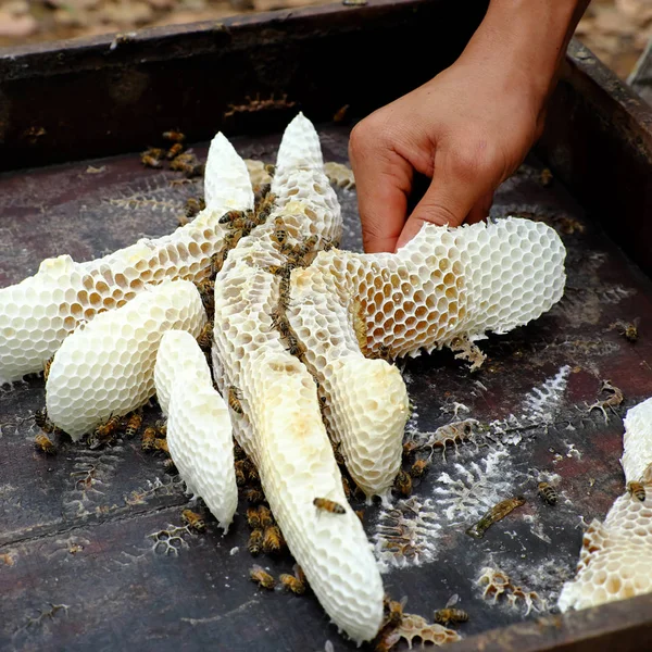 Honungskaka med bikupan, Viet Nam biodling — Stockfoto