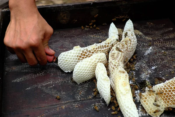 Bienenwabe mit Bienenstock, vietnamesische Imkerei — Stockfoto