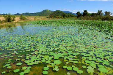 kırsal yaz gününde, geniş lotus gölet