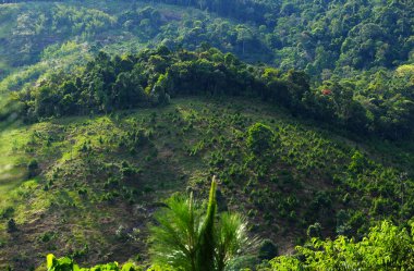 Ağaçlandırma orman koruma, çam ağacı dikti
