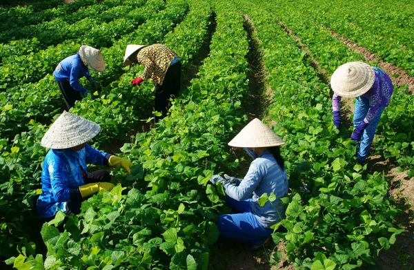 Agricoltore asiatico che lavora nel settore agricolo — Foto Stock