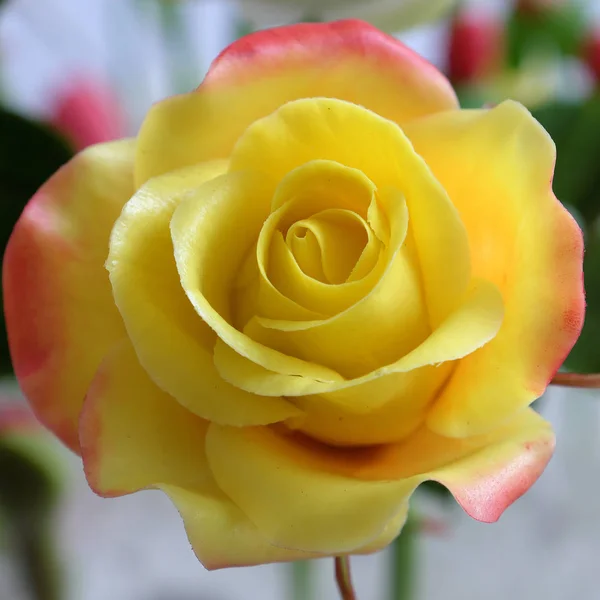 Gros plan de fleur de rose jaune — Photo