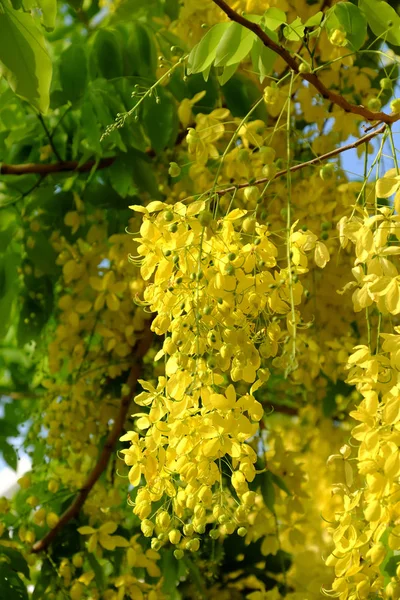 Cassia fistula copac, flori galbene — Fotografie, imagine de stoc