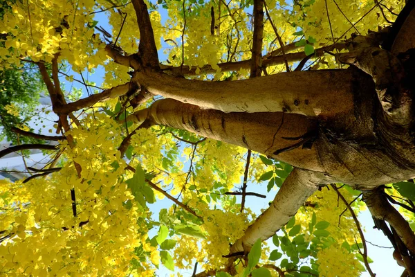 Cassia fistula tree, yellow flower — Stock Photo, Image