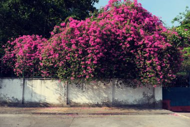Bougainvillea çiçek kafes 