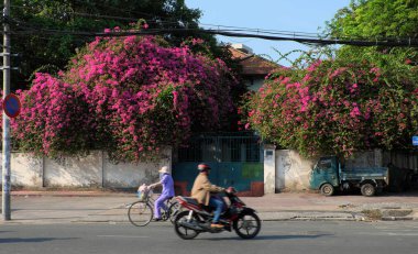 Bougainvillea çiçek kafes 