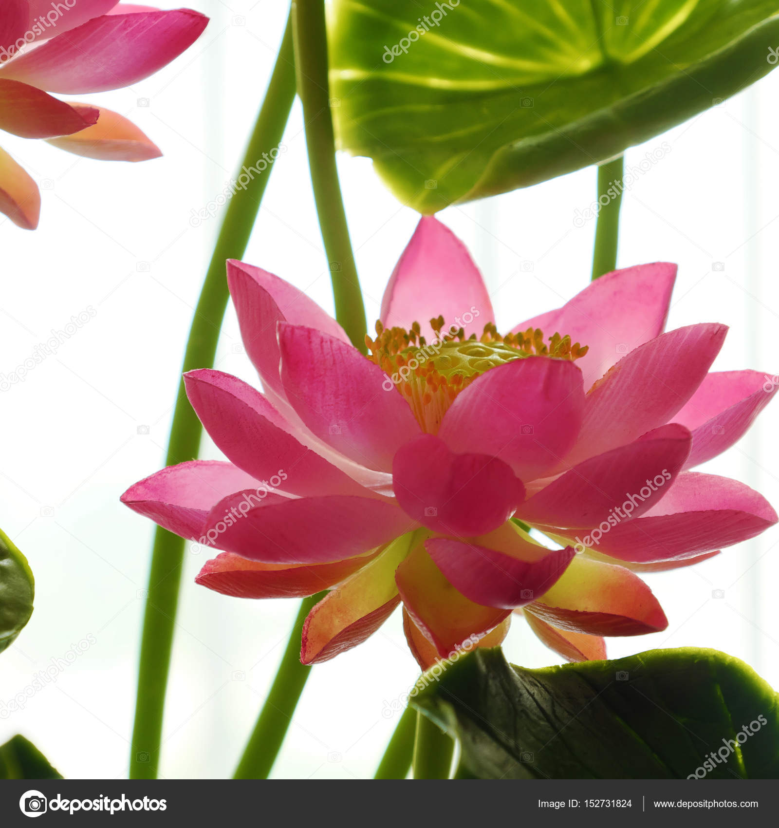 Pot De Fleur Lotus Argile Art Rose Photographie