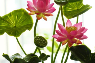 Toprak Sanat, pembe lotus çiçek kap