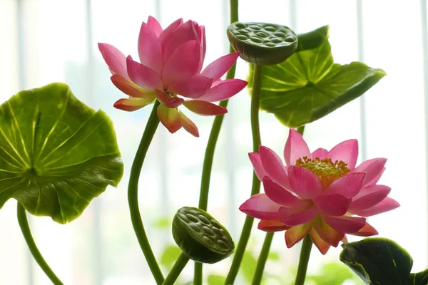 Clay art, pink lotus flower pot — Stock Photo, Image