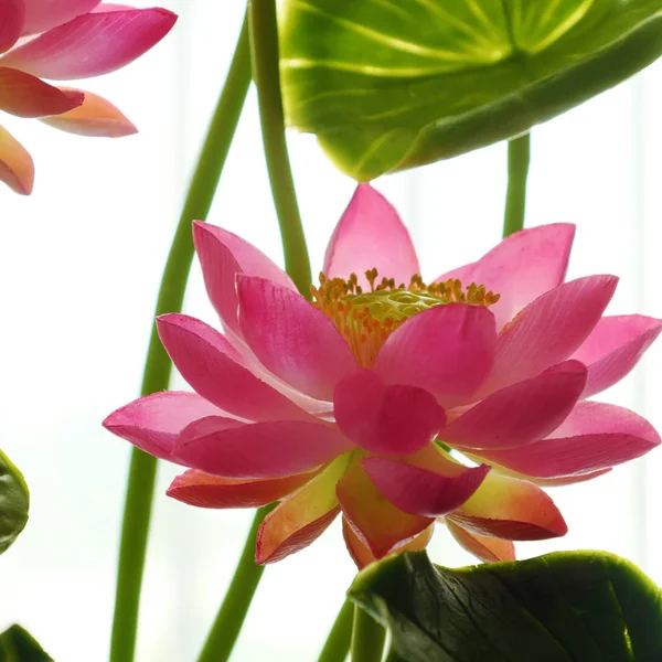 Argilla arte, vaso di fiori di loto rosa — Foto Stock