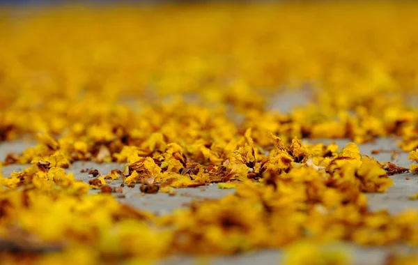 Yellow flower petals on floor